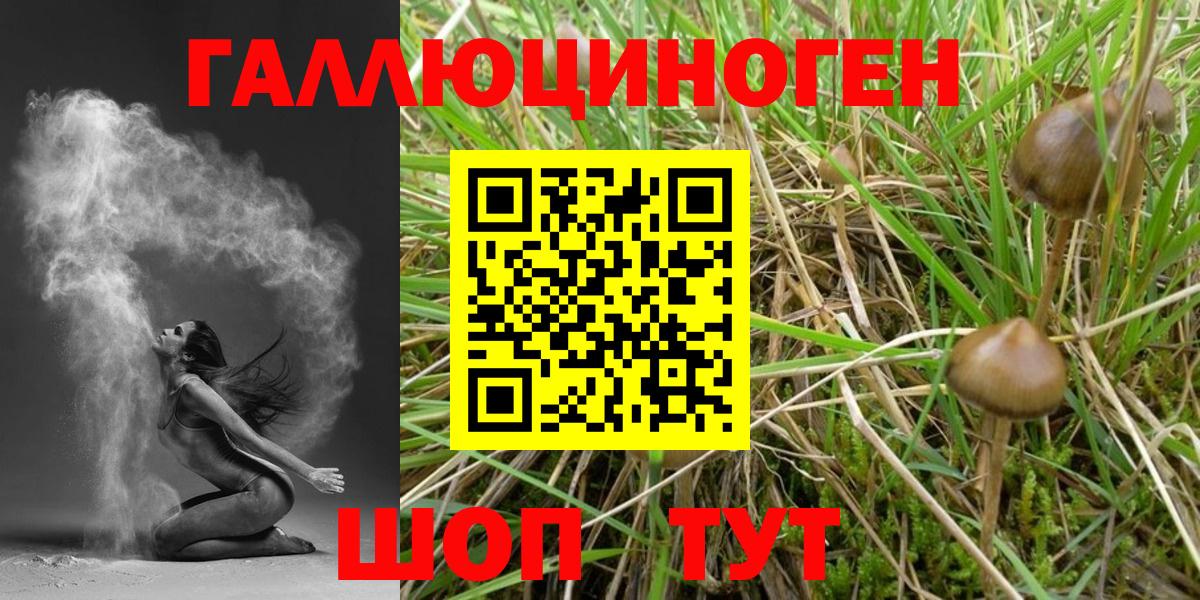 Галлюциногенные грибы Psilocybe Кулебаки